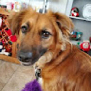 Meet your Posher, Adam